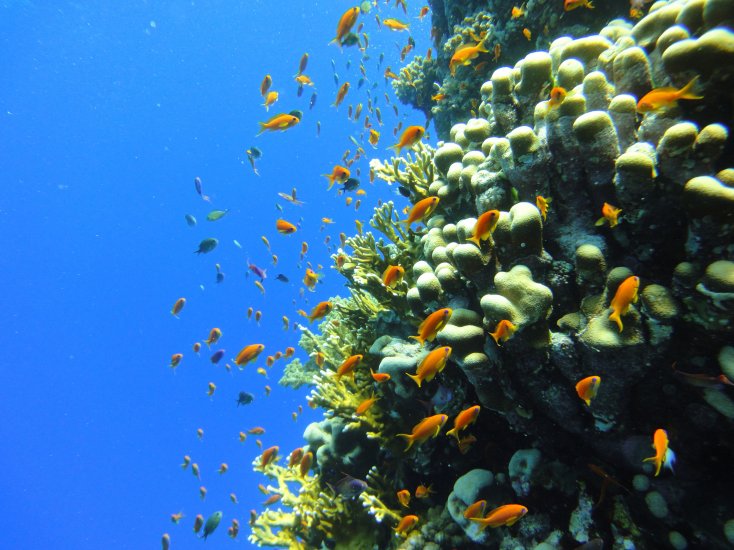 SNORKELING TRIP AT SATAYA DOLPHIN REEF FROM MARSA ALAM