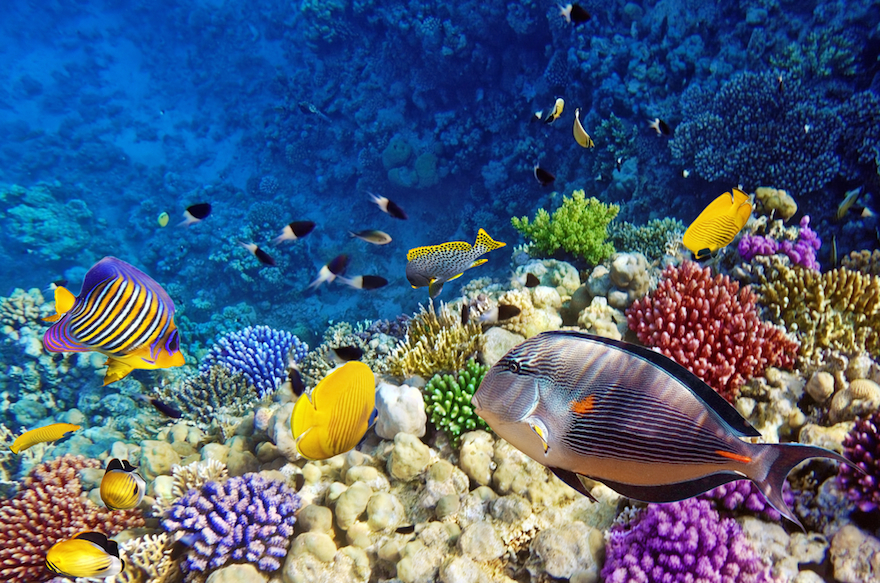 MARSA ALAM TOURS TO SHARM EL LULI SNORKELING TOURS