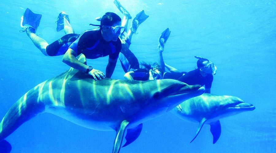 SNORKELING AT DOLPHIN HOUSE FROM MARSA ALAM