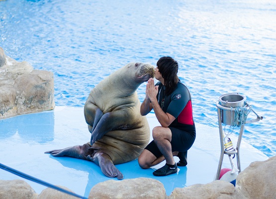 Dolphin Show Trip From Hurghada