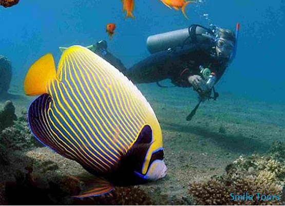 Scuba Diving Trips From Hurghada