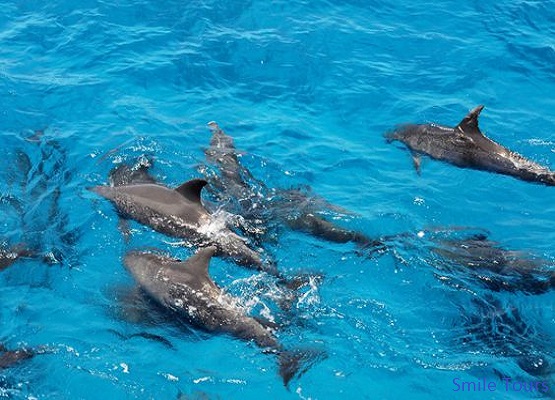 Dolphin House Schnorchel Ausflug von Hurghada aus!