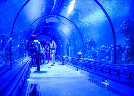 Grand Aquarium Eintrittskarten und Tour von Hurghada aus!